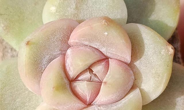 雪兔多肉植物的养殖方法是什么？如何保持雪兔多肉的健康？