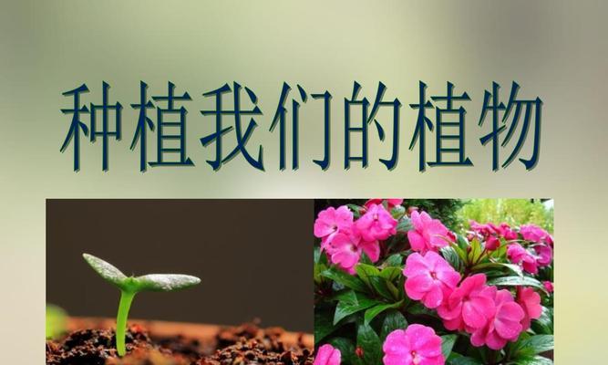 种植植物有哪些原理？它们是如何影响植物生长的？