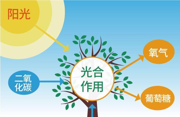 种植植物有哪些原理？它们是如何影响植物生长的？