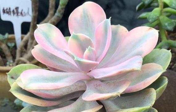 古肤植物发根效果如何？需要注意什么？