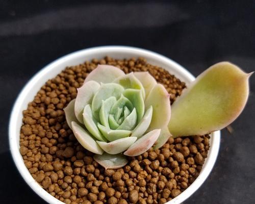 古肤植物发根效果如何？需要注意什么？