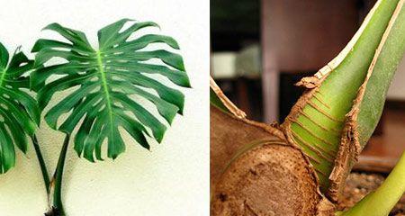古肤植物发根效果如何？需要注意什么？