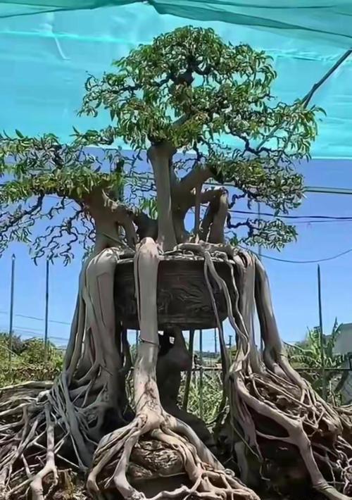 盆景根系植物如何固定？有哪些技巧和方法？