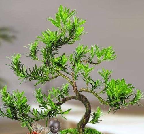 亲子盆栽植物有什么特点？选择亲子盆栽时应该注意什么？