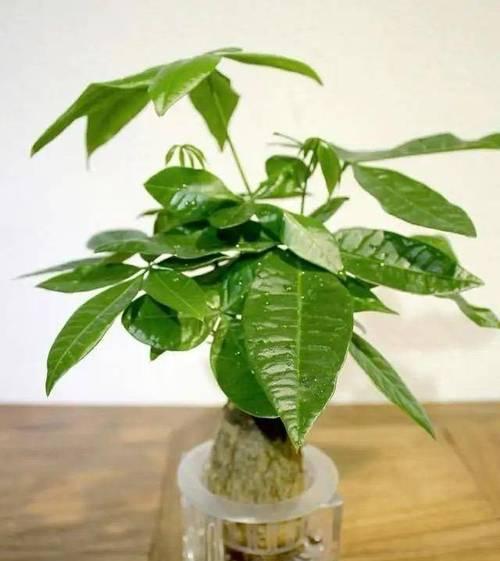 亲子盆栽植物有什么特点？选择亲子盆栽时应该注意什么？