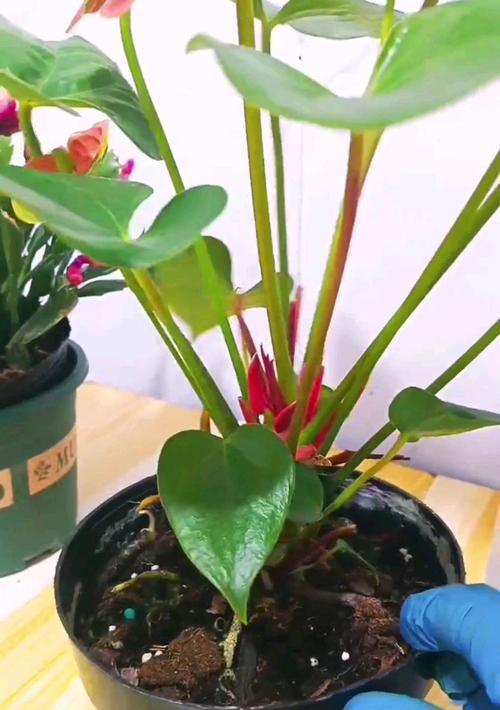 花卉施肥有哪些方法和技巧？如何正确施肥？