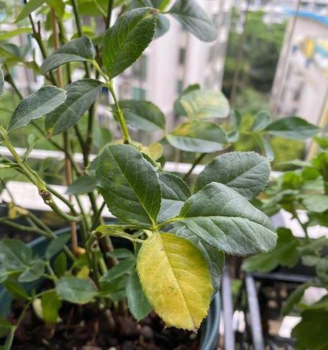 花卉施肥有哪些方法和技巧？如何正确施肥？