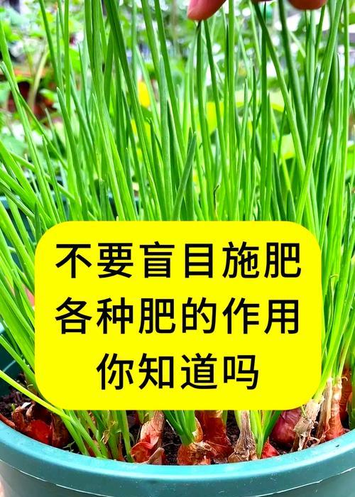 花卉施肥有哪些方法和技巧？如何正确施肥？