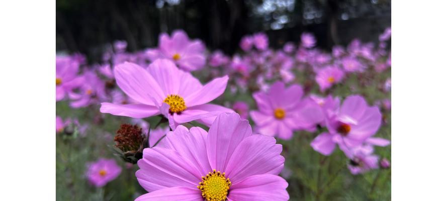 福清最近有哪些花卉市场？福清花卉市场的最新动态是什么？