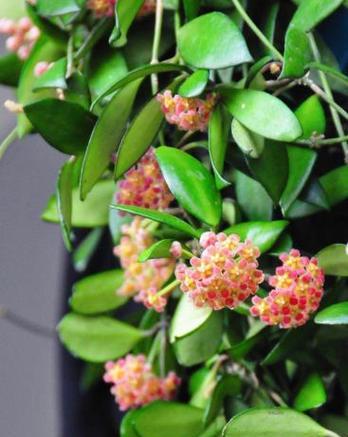 家里适合养哪些花卉？如何保持它们的活力？