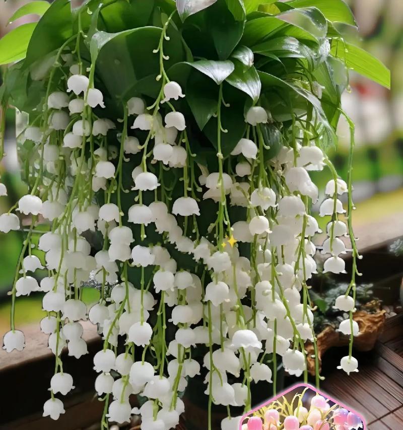 家里适合养哪些花卉？如何保持它们的活力？