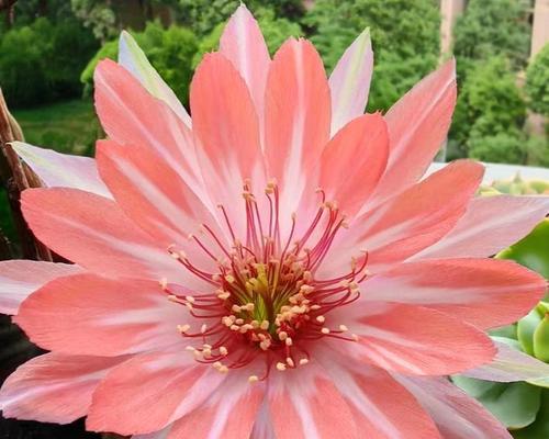 仙人球中开花似昙花的品种有哪些？如何区分这些品种？