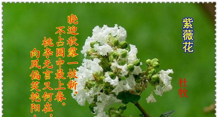 原创七绝玫瑰的花语有何独特之处？它表达了怎样的情感？