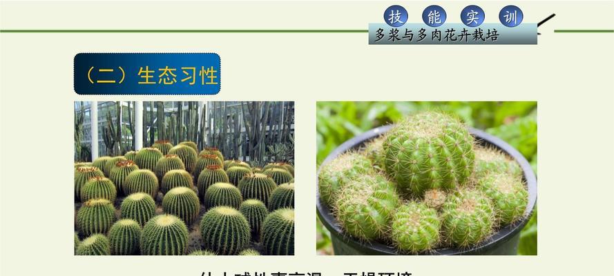 仙人球中开花似昙花的品种有哪些？如何区分这些品种？