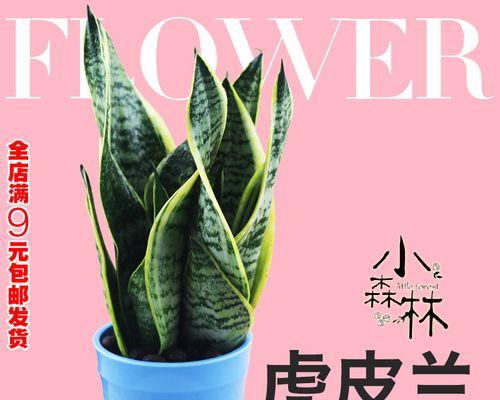 君子兰绿佛手花怎么养护和管理？有哪些技巧？
