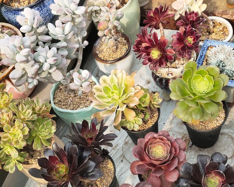 多肉植物开花后应如何养护？
