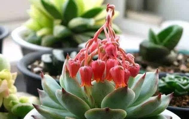 多肉植物开花后应如何养护？