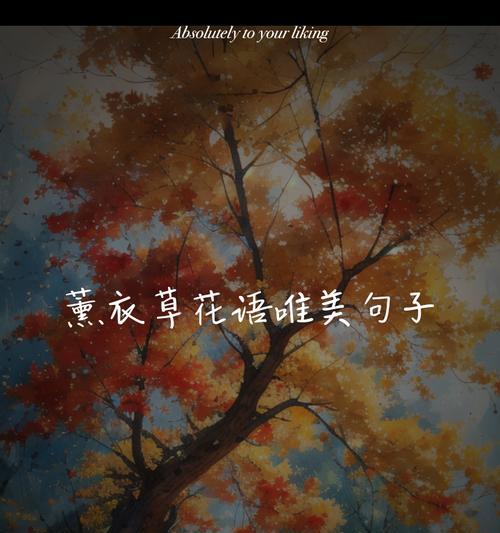 熏衣草金色花语代表了什么？