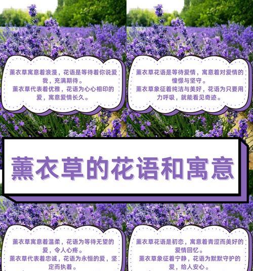 熏衣草金色花语代表了什么？
