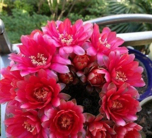 仙人球开花的苞芽应该怎么处理？需要注意什么？