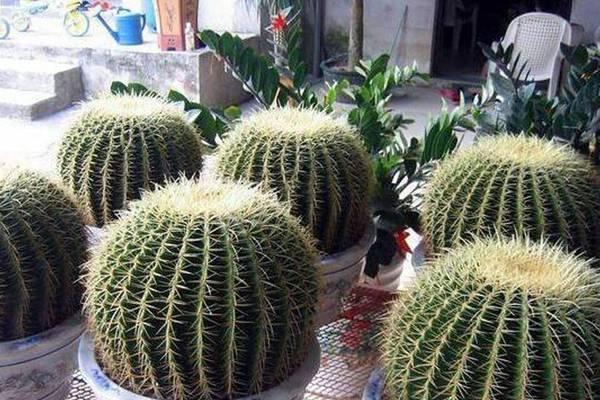 仙人球开花的苞芽应该怎么处理？需要注意什么？