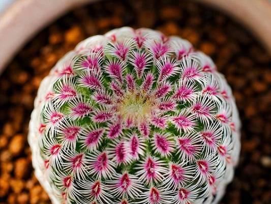 仙人球开花的苞芽应该怎么处理？需要注意什么？