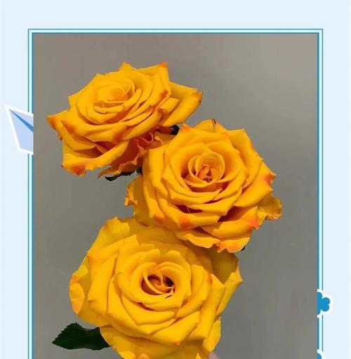 金玫瑰花束寓意是什么？金玫瑰花语有哪些含义？