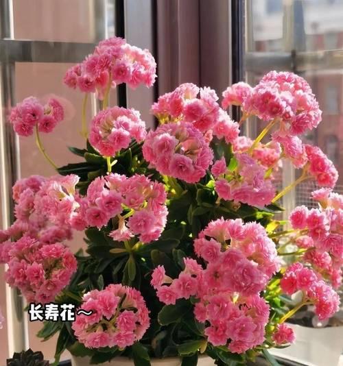 独杆树桩牡丹花如何养护才能开花？