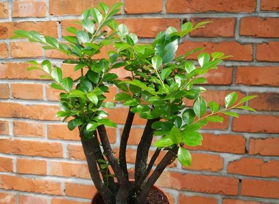 独杆树桩牡丹花如何养护才能开花？