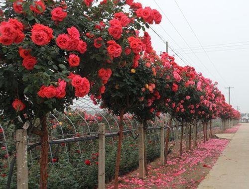 独杆树桩牡丹花如何养护才能开花？