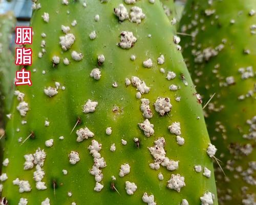 结果仙人掌种苗存活的关键是什么？
