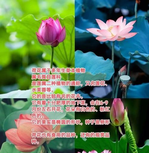 玉兰荷花的花语代表了什么？它有何特别寓意？