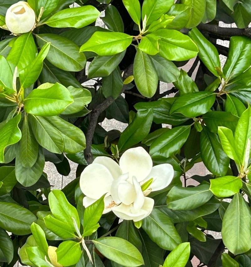 玉兰荷花的花语代表了什么？它有何特别寓意？