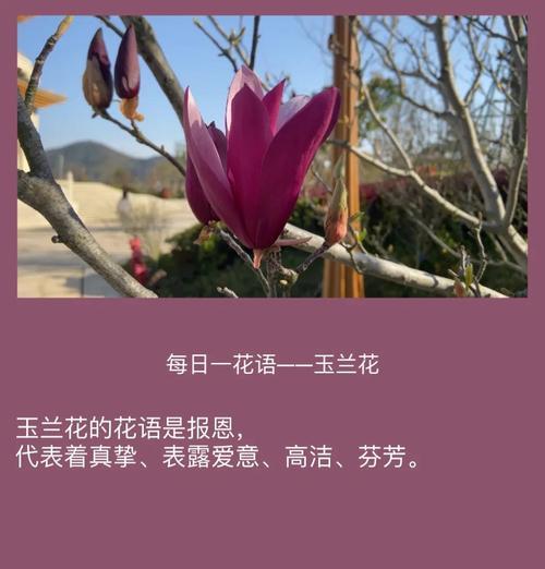 玉兰荷花的花语代表了什么？它有何特别寓意？