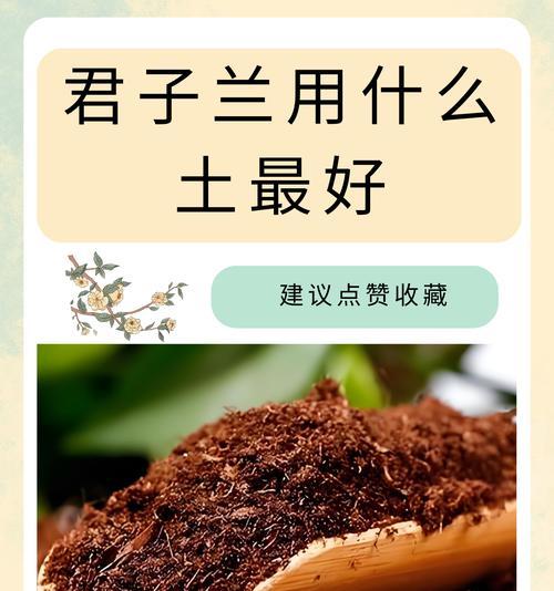 君子兰不出心叶子的原因是什么？如何促进新叶生长？