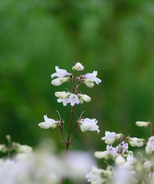吊钟柳的花语寓意是什么？它象征着什么？