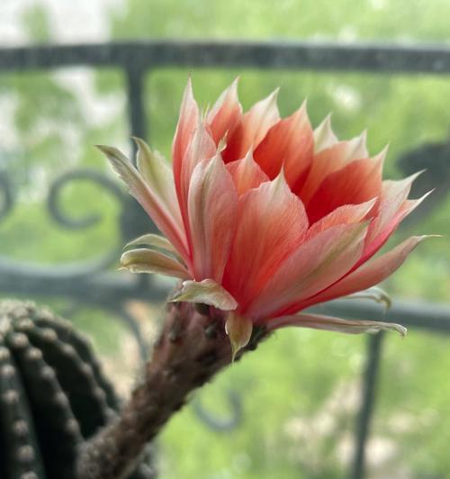 仙人球开花代表什么？它有哪些特殊含义？