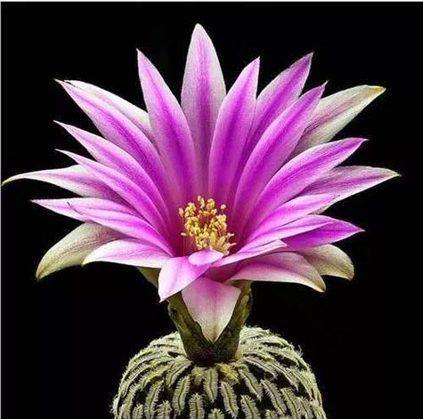 仙人球开花代表什么？它有哪些特殊含义？