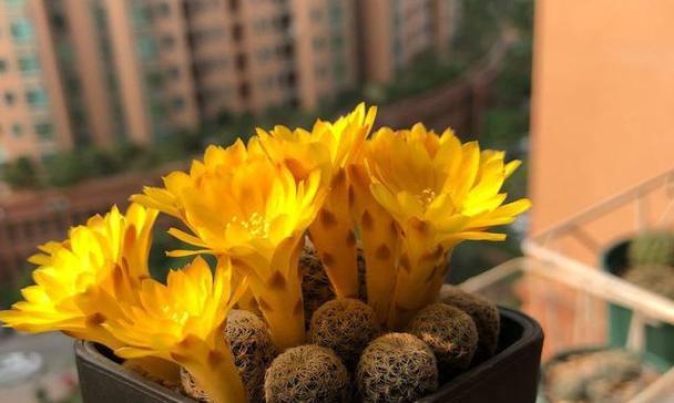 哪些仙人球品种开花特别美？