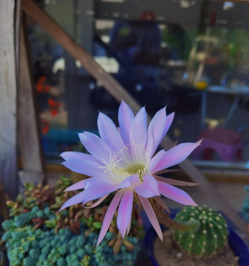 哪些仙人球品种开花特别美？
