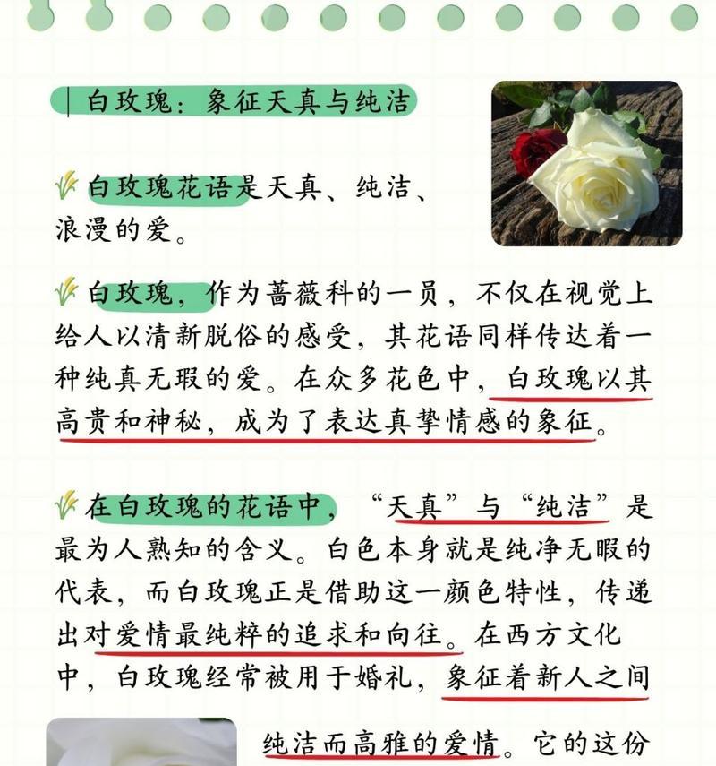 白色花瓣类似玫瑰花的植物是什么？如何区分和养护？
