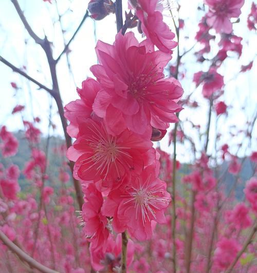 白色花瓣类似玫瑰花的植物是什么？如何区分和养护？