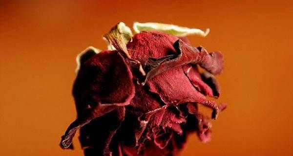 玫瑰花枯萎了代表什么？如何预防玫瑰花枯萎？
