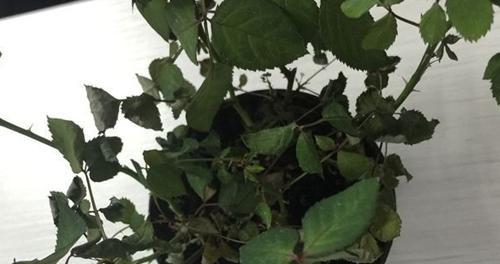 玫瑰花枯萎了代表什么？如何预防玫瑰花枯萎？