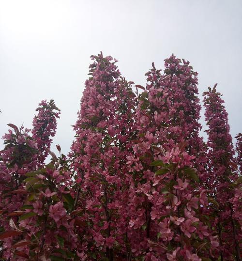 疯狂的痴迷花语代表什么？