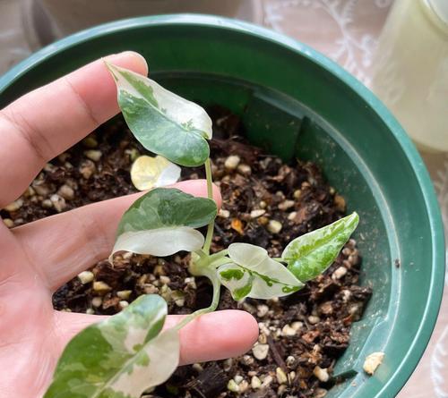 疯狂的痴迷花语代表什么？