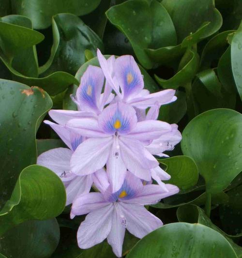 葫芦的花语含义是什么？象征着什么？