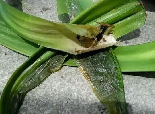 君子兰植料叶子发黑的原因是什么？如何处理？