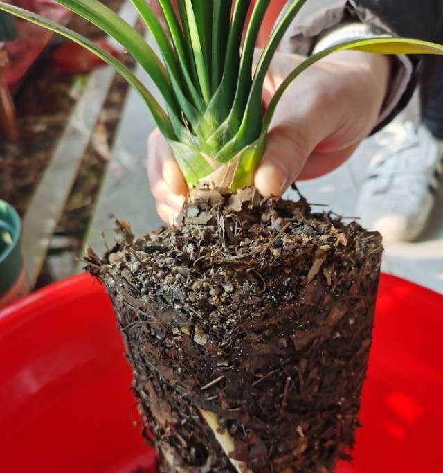 君子兰植料叶子发黑的原因是什么？如何处理？