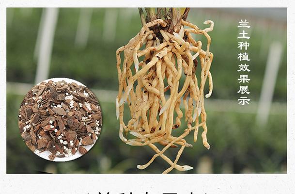 君子兰植料叶子发黑的原因是什么？如何处理？